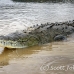 crocodile_american_tar_h_1094_cos2040.jpg